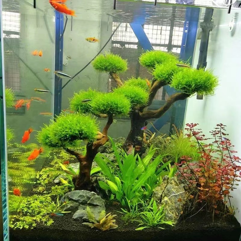 Aquarium Fish Green - Fisch tank begrünung holz rahmen pflanzen