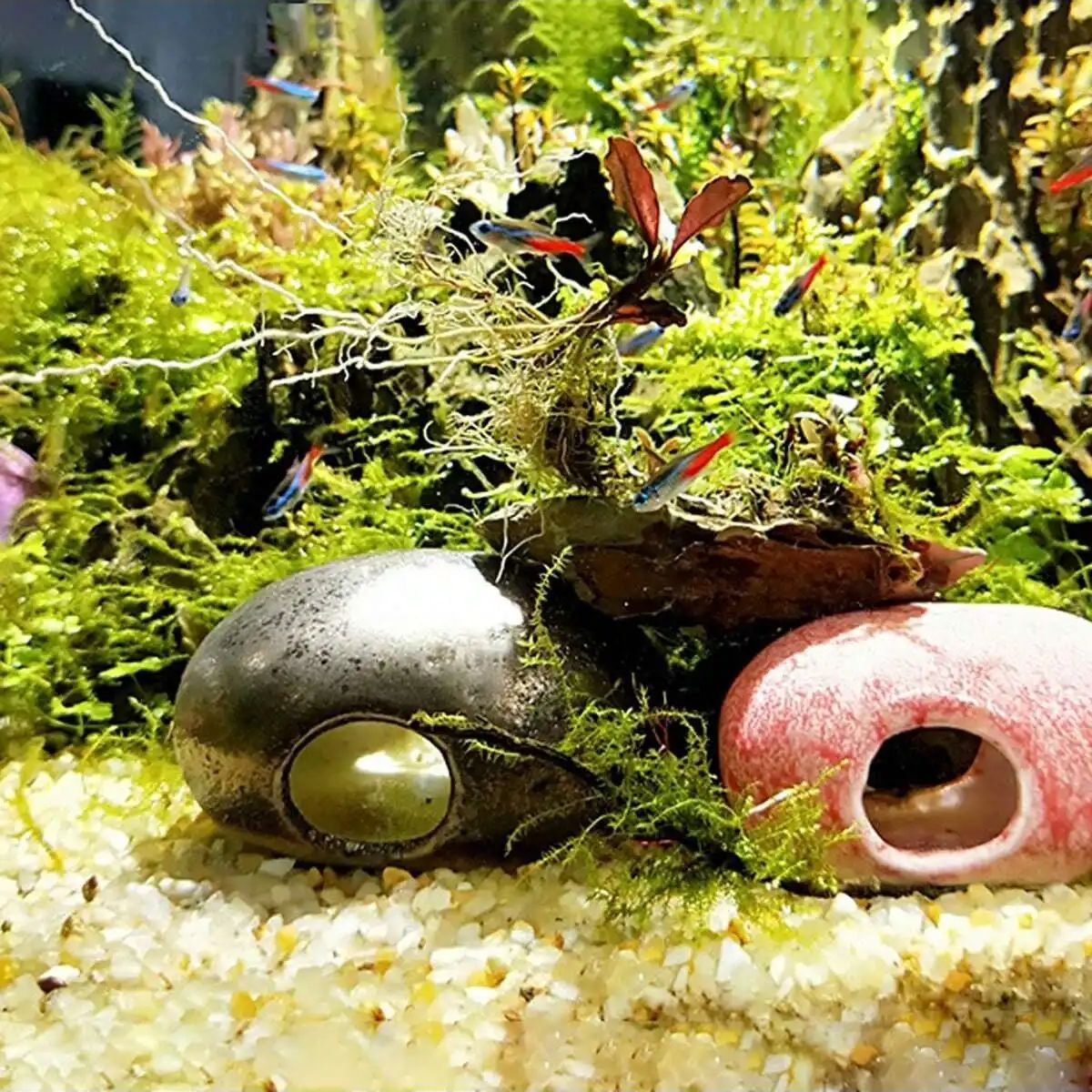1pc-250g Natürliche Kristalle  – Aquarium Fish Cartoon Bewertung und Preis