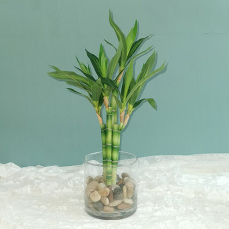 Neue 40 cm rFtificial Lucky Ba – Fish Aquarium Home Bewertung und Preis