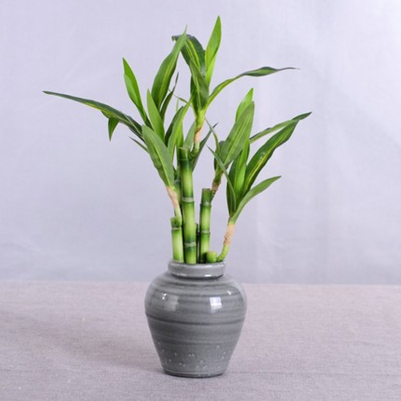 Neue 40 cm rFtificial Lucky Ba – Fish Aquarium Home Bewertung und Preis