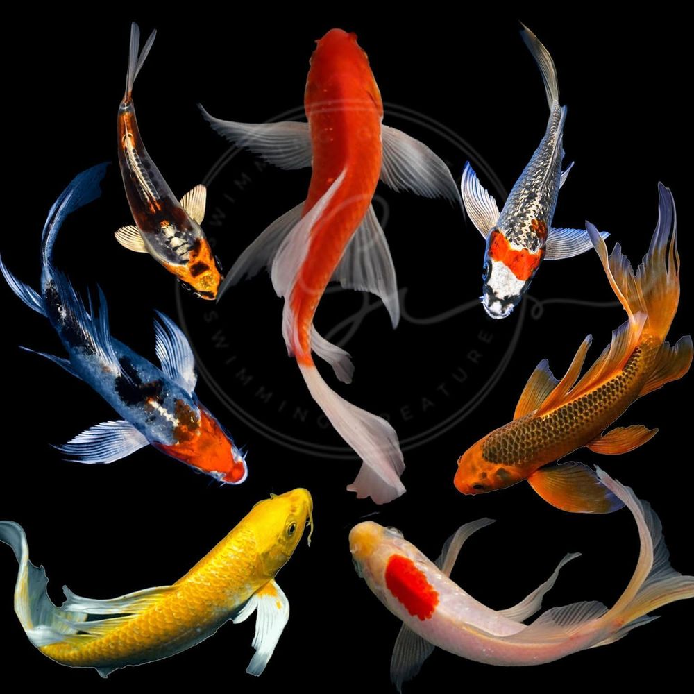 Lebende Koi-Fische in verschie – Aquarium Fish Koi Bewertung und Preis