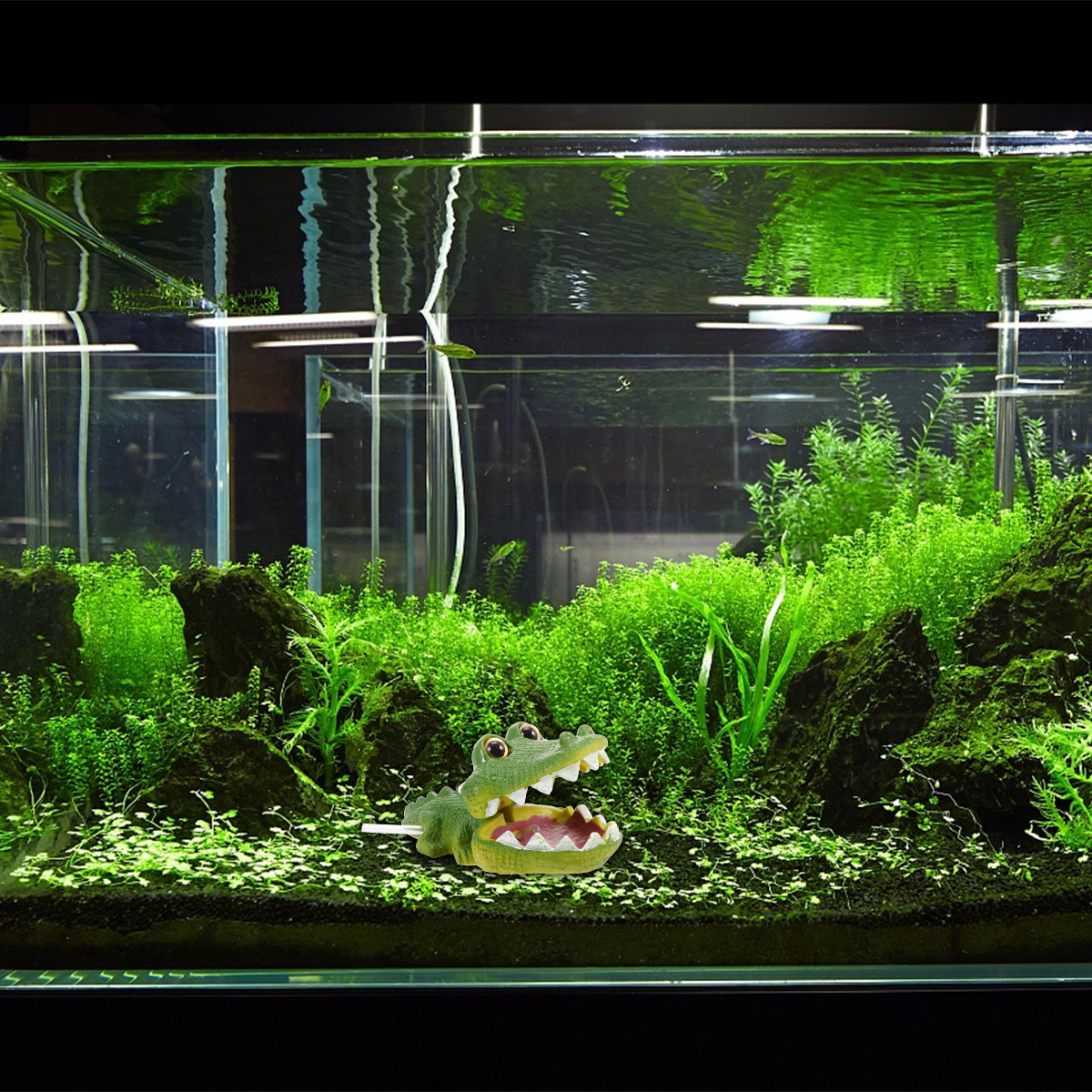 Lebendiger Alligator Aquarium- – Aquarium Fish Alligator Bewertung und Preis