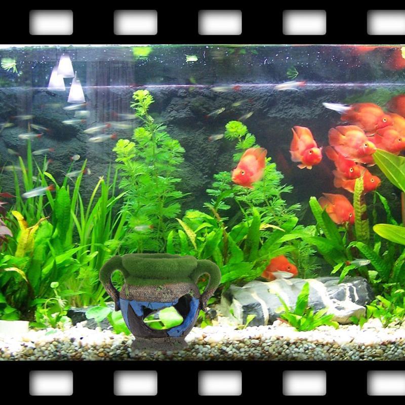 1 Stück Harzvase mit Moos, Aqu – Aquarium Fish Cartoon Bewertung und Preis