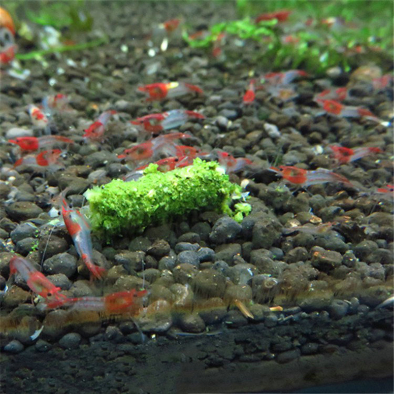 35g Kristallrotes Garnelenfutt – Aquarium Fish Holiday Food Bewertung und Preis