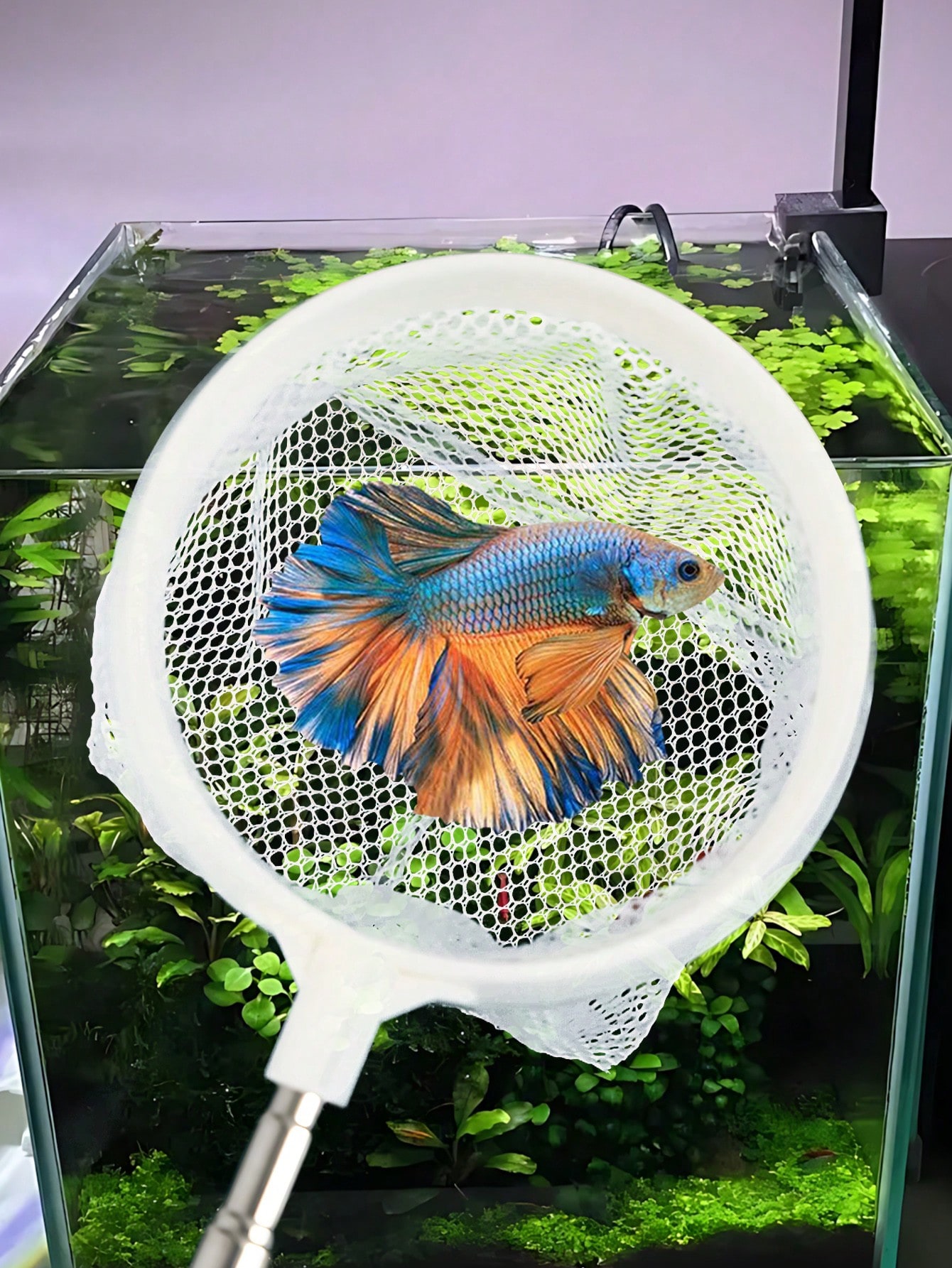 Aquarium-Fischkescher - Ein Ei – Fish Net Handle Bewertung und Preis