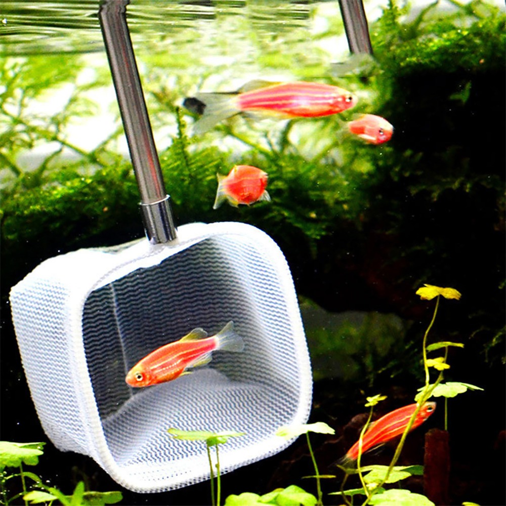 Ausziehbarer Teleskop-Fischkes – Aquarium Fish Green Bewertung und Preis