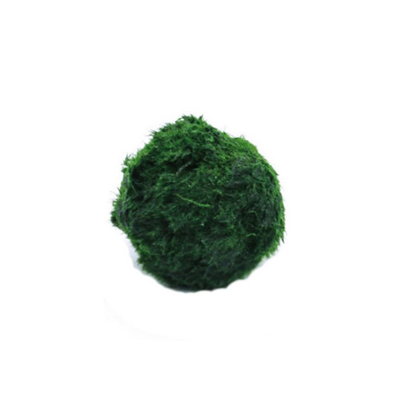 Marimo Moos Kugeln Live Aquari – Aquarium Fish Green Bewertung und Preis