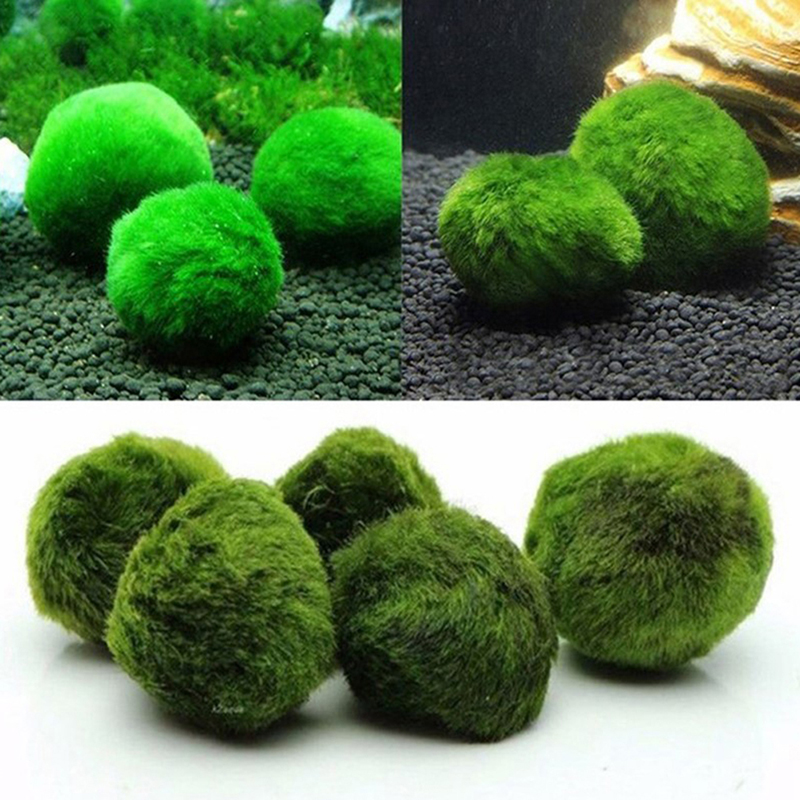 Marimo Moos Kugeln Live Aquari – Aquarium Fish Green Bewertung und Preis