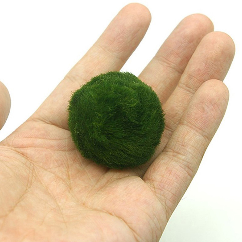 Marimo Moos Kugeln Live Aquari – Aquarium Fish Green Bewertung und Preis