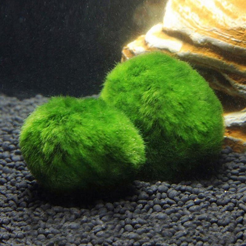 Marimo Moos Kugeln Live Aquari – Aquarium Fish Green Bewertung und Preis