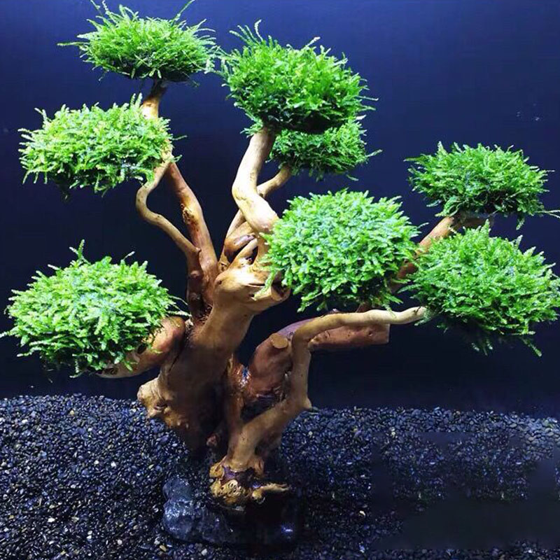 Fisch tank begrünung holz rahm – Aquarium Fish Green Bewertung und Preis
