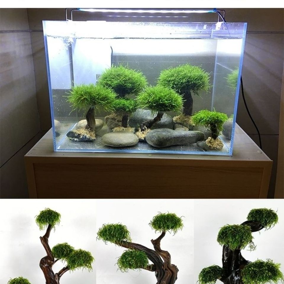 Fisch tank begrünung holz rahm – Aquarium Fish Green Bewertung und Preis