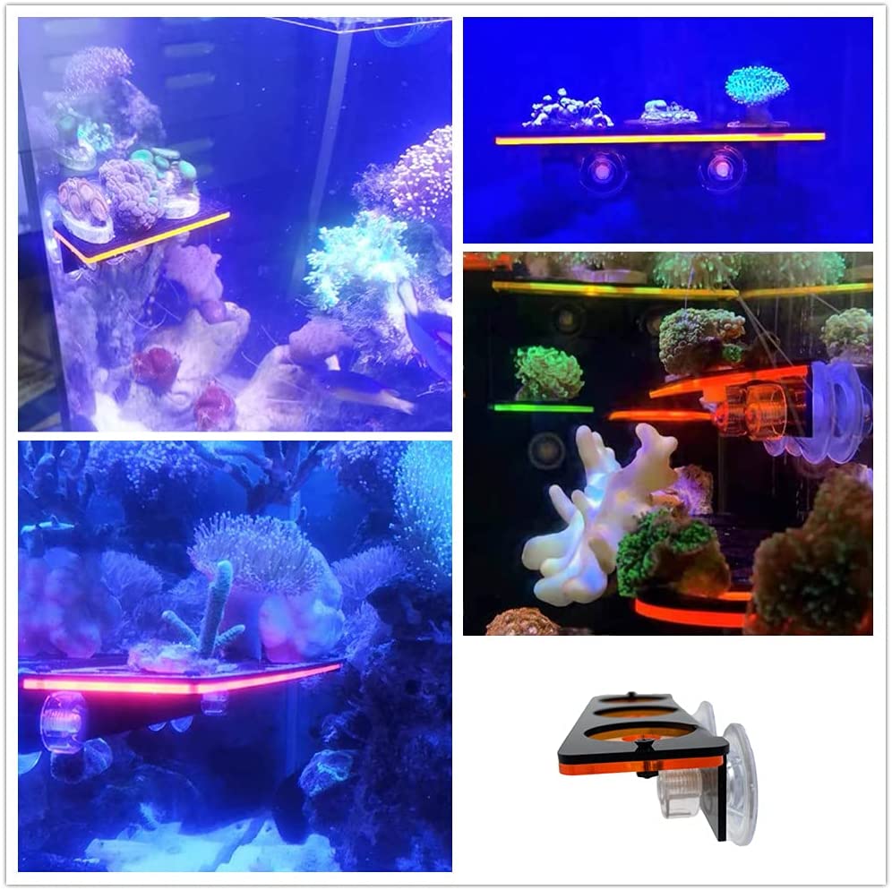 Fluoreszierende Korallen Frag  – Aquarium Fish Cartoon Bewertung und Preis